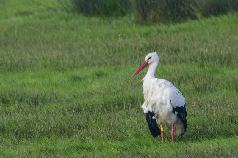 Cigogne blanche baguée